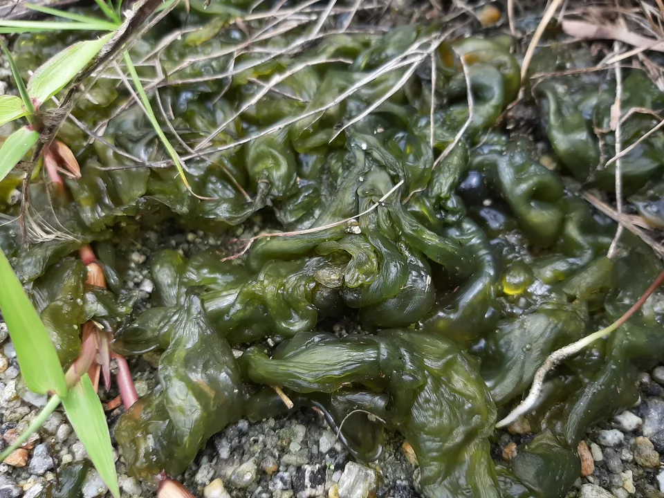 Algae