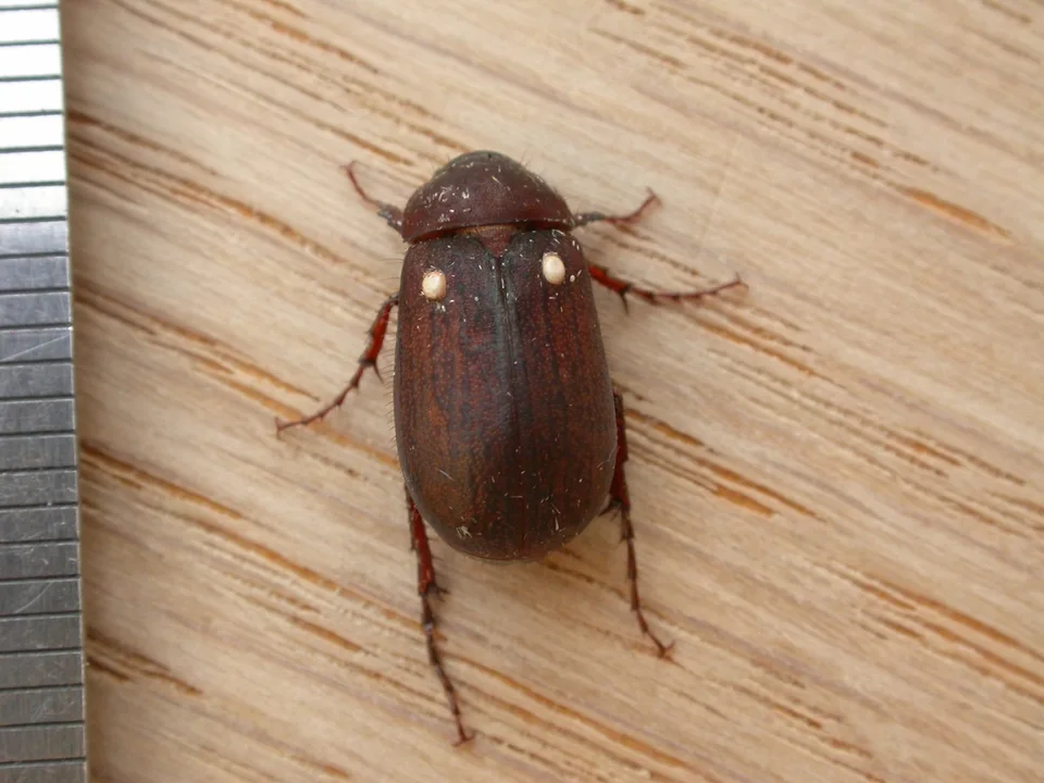 Scarab Beetles
